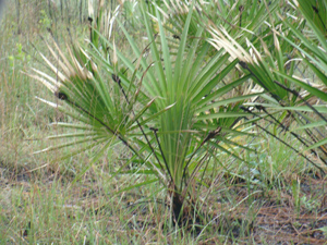 saw-palmetto