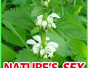 white dead nettle natural herb
